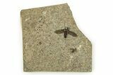 Detailed Fossil March Fly (Plecia) w/ Legs - Wyoming #245651-1